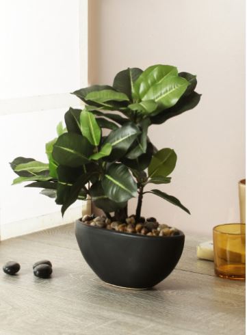 60% Off on Bonsai Plant With Pot - Myntra